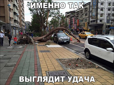Кривое дерево упало на автомобиль