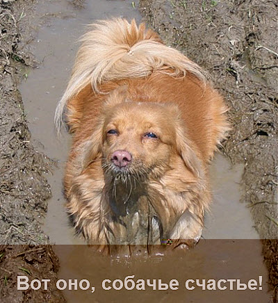 Собака в грязи