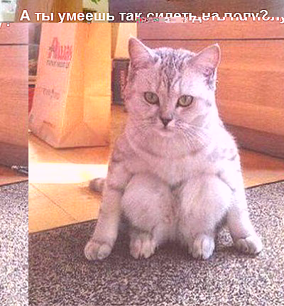 Сидящий на полу кот
