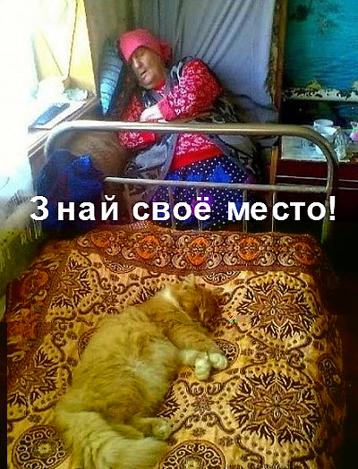 Спящая бабушка и кот