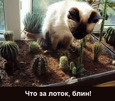 Кот в лотке с кактусами