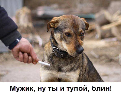 Собака и сигарета