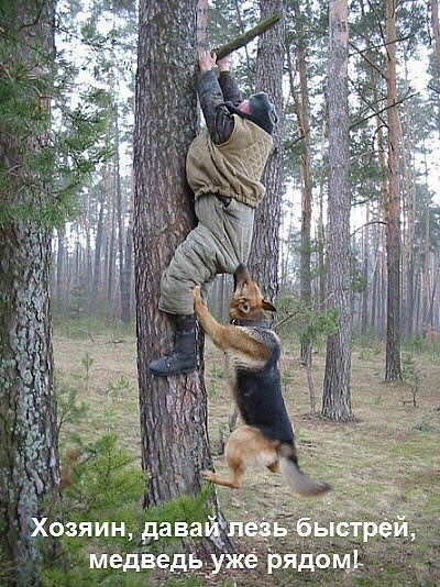 Хозяин и собака лезут на дерево от медведя