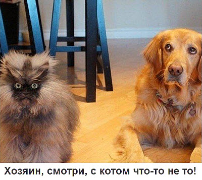 Злой кот и собака