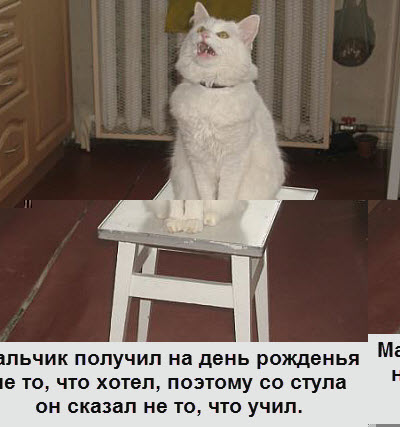 Кот на стуле в день рождения рассказывает стишок