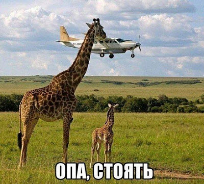Жираф останавливает самолет