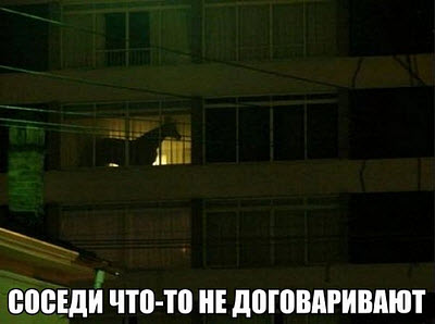 Лошадь в квартире у соседей