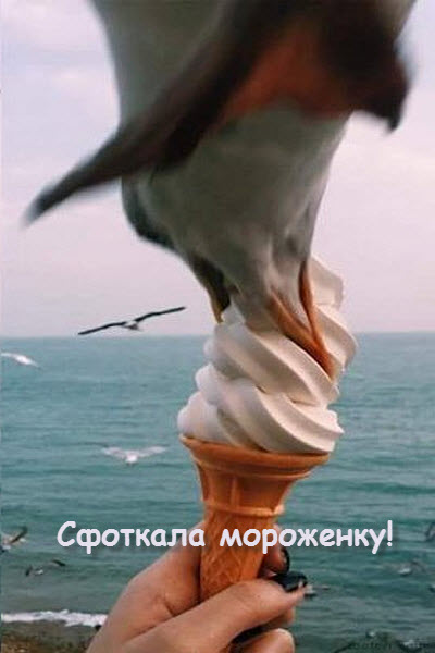 Чайка напала на мороженое