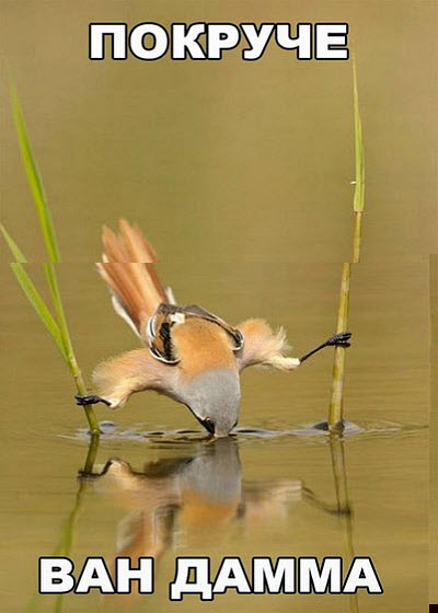 Крутая птица пьёт воду